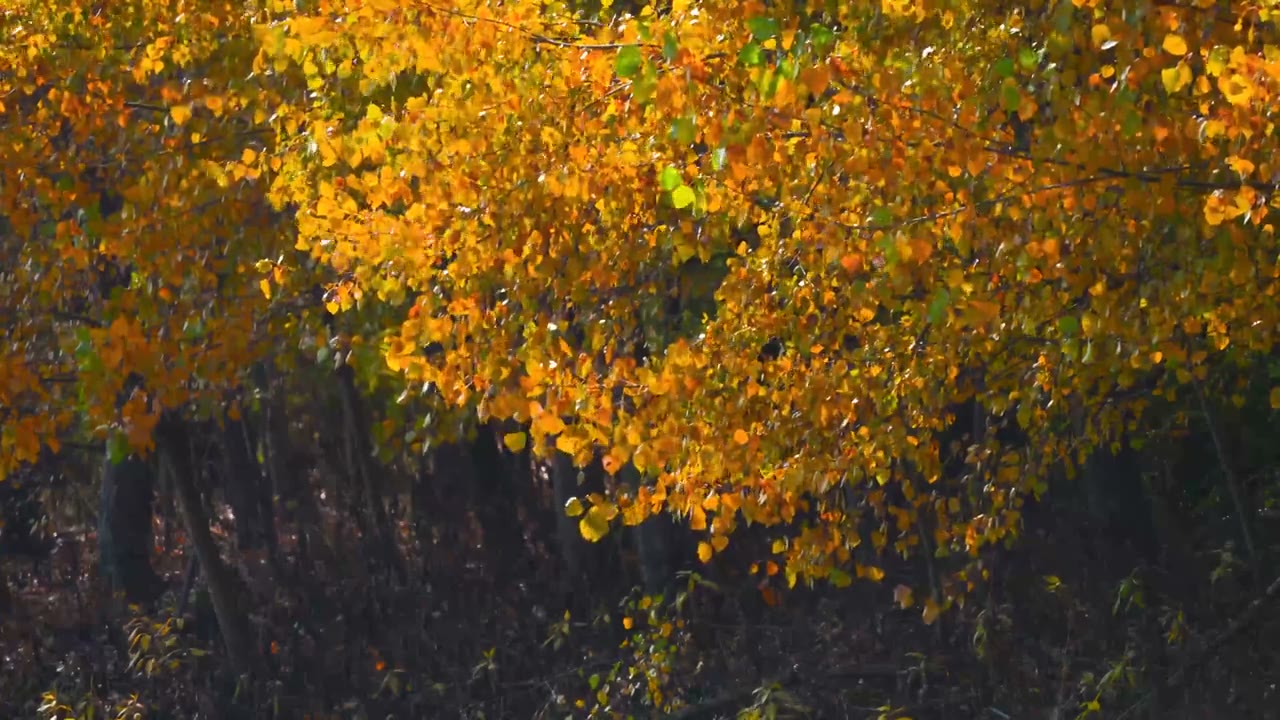 The men of The Healing gathered on a granite summit under autumn trees.