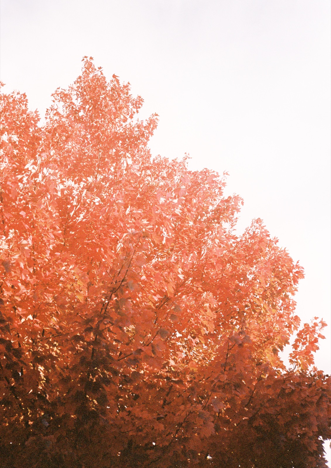 A maple tree in full red autumn color against a pale sky.