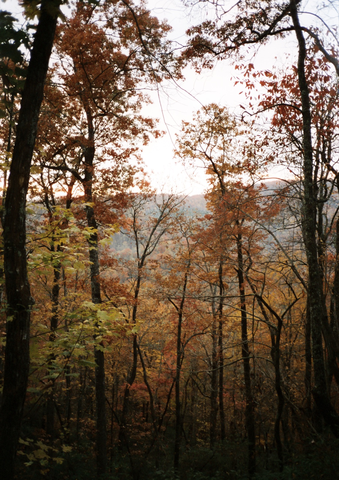 Autumn ridge seen through tall trees at dusk.